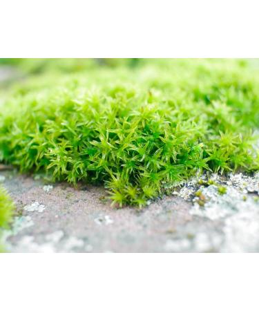  TASTY POTT Tasty Pott Organic Dried Icelandic Moss | Teapot | Nordic Herbs | Herbal Tea | Icelandic Moss | Vegan Food | Tea | Tea | In a 100g bag - Buy Online on GoSupps.com