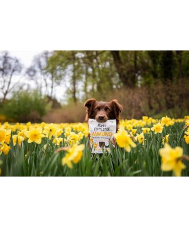 Brit Adult Food 251g - Buy Online on GoSupps.com