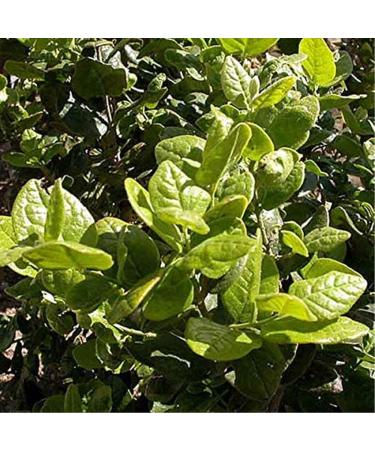 Boldo Liquid Extract 1oz - Digestive Support, Non-GMO, Vegan, Keto & Paleo Superfood - Buy Online on GoSupps.com