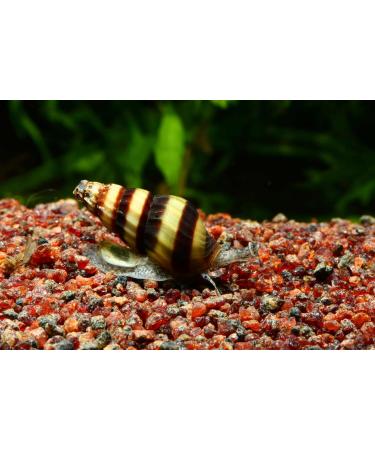 AQ4Aquaristik Clea Helena Predatory Snails - Set of 5 | International Shipping - Buy Online on GoSupps.com