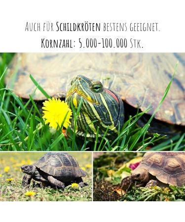 Dandelion Seeds for Rabbits - Optimal Wild Herb Feed Supplement (5 000 Seeds) | Guinea Pigs & Turtles Approved - Buy Online on GoSupps.com