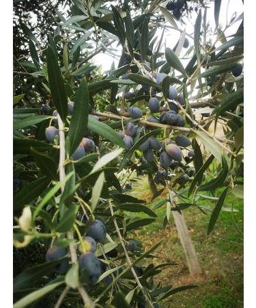  BioLousa Biobaby ideal soap for babies and delicate skin is very gentle and natural cold process organic superfatted with 8% organic sweet almond oil 100g Ideal for frequent hand washing - Buy Online on GoSupps.com