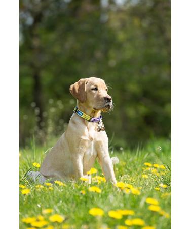 Cat & Dog Collar Bell - Extra Loud Pet Tracking Bells 2 Pack Durable Iron Split Ring Pink - Save Wildlife & Birds - Buy Online on GoSupps.com