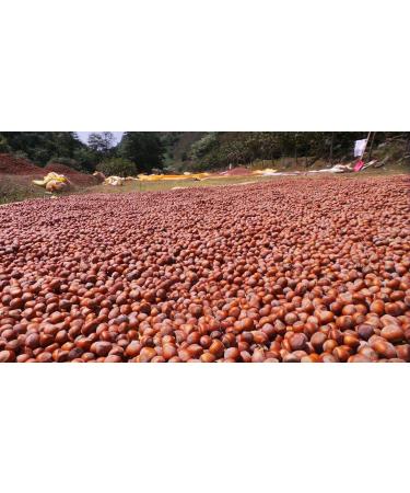 Vegan Hazelnut Mus - 70% Hazelnuts Gluten-Free Palm Oil-Free No Preservatives 320g - Buy Online on GoSupps.com