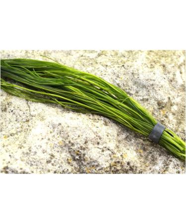 Mixed Native Oxygenating Weed with Weights for 5 Meter Squared of Cover. - Buy Online on GoSupps.com