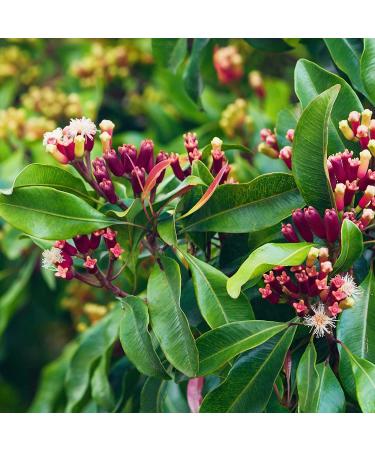 Buy Pranarom Clove Bud Essential Oil 5ml - Natural Aroma & Wellness - Buy Online on GoSupps.com