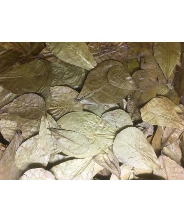 Indian Almond Leaves 10-20cm ( 200gram) Worldwide from catappa-leaves.de - Buy Online on GoSupps.com