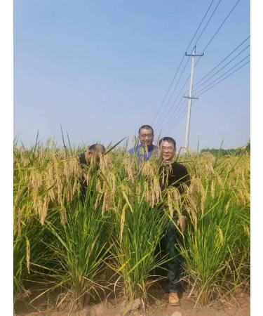 Rich SOD Food Naturally Produced with Agricultural Method - Buy Online on GoSupps.com