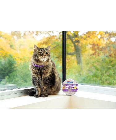 Hartz UltraGuard ProMax Flea & Tick Collar for Cats & Kittens - 2-Pack Purple - Soft & Comfortable Tick Prevention - Buy Online on GoSupps.com
