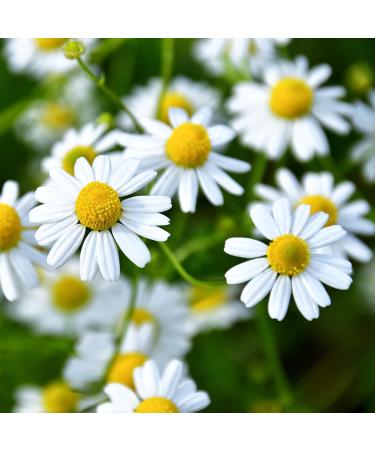 FILEANE DHERBES AND EPICES Organic Matricaria Chamomile 100g Bulk Organic Herbal Tea and Infusion Certified organic - Buy Online on GoSupps.com