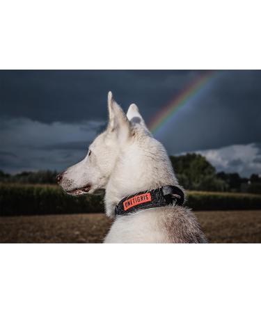 OneTigris Dog Collar with Metal Buckle for Dogs - Durable Black Large Size | International Shipping Available - Buy Online on GoSupps.com