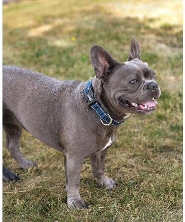 Lionto Dog Collar - Durable Nylon Soft Padded 360 Reflective Size M Click Closure Metal Ring Adjustable - Blue - Buy Online on GoSupps.com