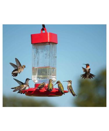 Kaytee Hummingbird Electro Nectar Ready to Use 64oz - Buy Online on GoSupps.com
