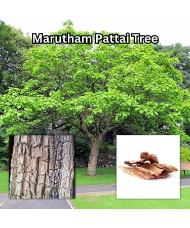 Yamkay Marutham Pattai Powder | Organic Arjuna Bark Powder | Terminalia Arjuna | Ayurvedic Heart Health Powder (700 GM, Arjuna Bark Powder) - Buy Online on GoSupps.com