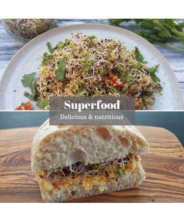 VERDANT REPUBLIC Organic Protein Power Sprouting Seeds Mix 500g | Non GMO Superfood Microgreens | Easy to Sprout with Peas Chick Pea Mung & Adzuki Beans - Buy Online on GoSupps.com