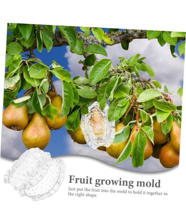 BCOATH Forming Vegetable Tool Clear Gardener Ginseng for Decorative Watermelon Transparent - Buy Online on GoSupps.com