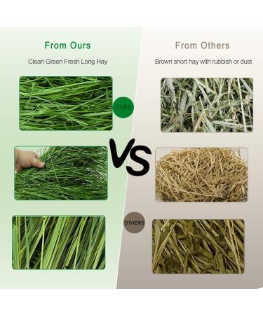 OHCOOL Timothy Hay 500g - Dust Free Natural Green Fresh Food Hay for Rabbits Tortoise Guinea Pig Chinchilla Timothy Hay 500g 500 g (Pack of 1) - Buy Online on GoSupps.com