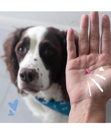 PetArmor Antihistamine Allergy Relief for Dogs Easy-to-Use Allergy Medicine for Dogs Anti-Itch Medicine Provides Relief from Insect Bites and Stings 100 Tablets Unflavored All Breed Sizes (Pack of 1) - Buy Online on GoSupps.com