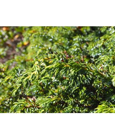 Eschgfeller Renew You! Body & Massage Oil - 100ml Juniper Detox Oil | Finest Quality from South Tyrol - Buy Online on GoSupps.com