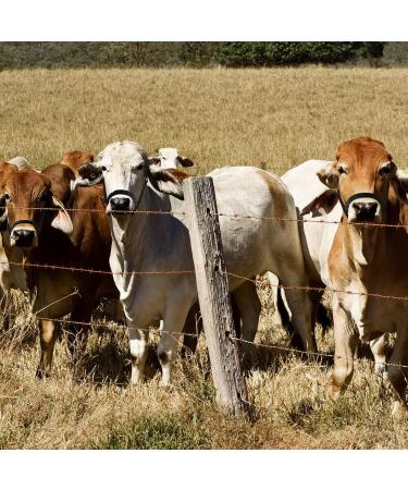 Nylon Livestock Cattle Keepers - Adjustable Chin & Throat Snap Holder for Horses Cows & Calves | Heiber Outdoors Training Accessories - Black - Buy Online on GoSupps.com