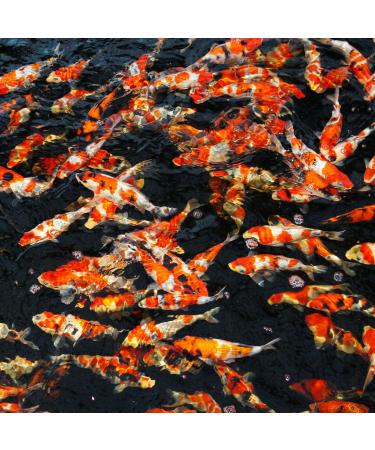 JBL ProPond Vario M 0 72kg/5 5l Aliment mixte pour tous poissons de bassin - Buy Online on GoSupps.com