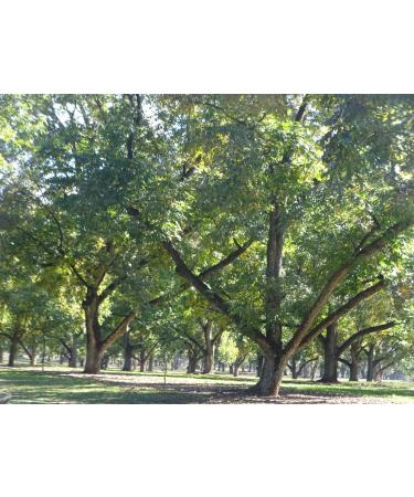 Georgia Pecans 5 lb - Fresh In-Shell Pecan Nuts from Georgia | Buy Online - Buy Online on GoSupps.com