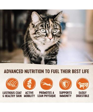 Wellness CORE Grain Free High Protein Dry Cat Food - Chicken & Turkey - 2lb - Natural Adult Cat Formula - Buy Online on GoSupps.com