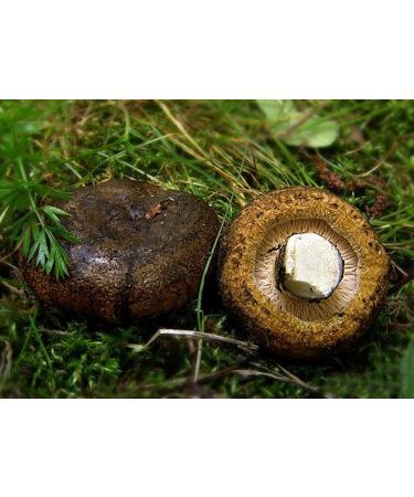 Ugly Milk Cap Mushroom (Lacarius Necactor) Micelio Spawn Semi Dried Seeds (10g)