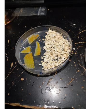 G n rique Blob Day Walker Sclerotons - 3 Pieces | International Shipping Available - Buy Online on GoSupps.com