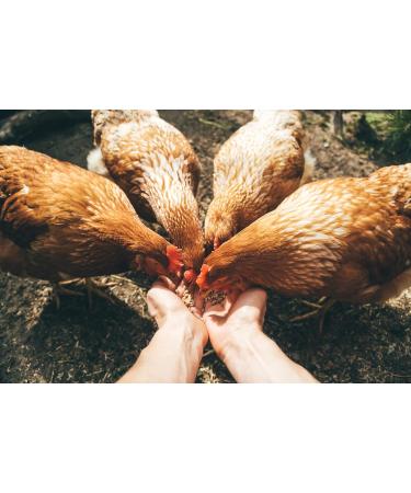 16% Organic Layer Mash 3KG Certified Organic Laying Hen Feed Hen Feed Organic Grains Vitamins & Minterals No Fillers No Animal Byproducts Non-GMO - Buy Online on GoSupps.com