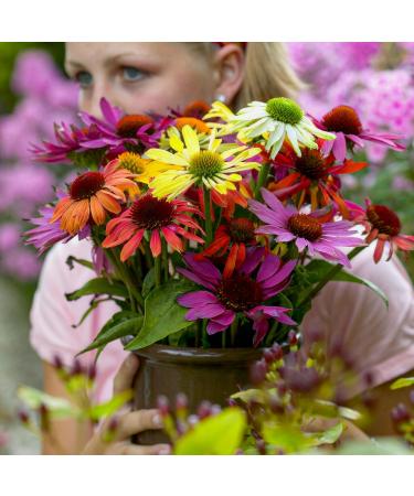 Buy Echinacea Plant Collection (10 Plants) - 5 Varieties Hardy & Perennial - Fast International Shipping - Buy Online on GoSupps.com