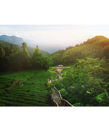 Dethlefsen Balk teemando Fruit tea mixture Golden Kiwi Kiwi flavor flavored 1 kg - Buy Online on GoSupps.com