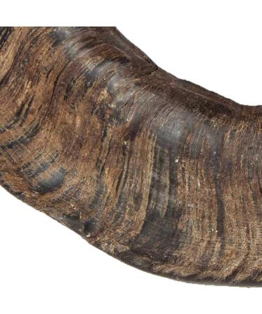 Buy TX-27743 Buffalo Chewing Horn Large - Natural Dog Chew | 1 Piece Pack - Durable & Healthy Treat - Buy Online on GoSupps.com