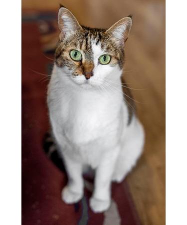 Canina Organic Coconut Oil 200g - Buy Online on GoSupps.com