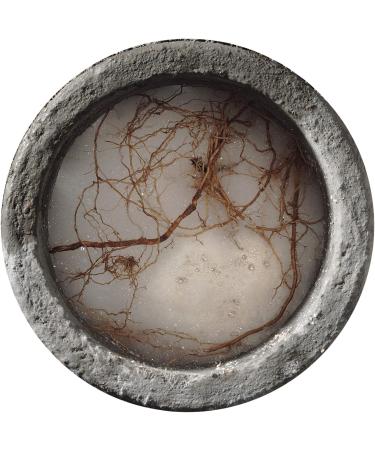 ROOTX - 4LB. JAR WITH FUNNEL/APPLICATOR Foaming root control for sewer lines and septic systems - Buy Online on GoSupps.com