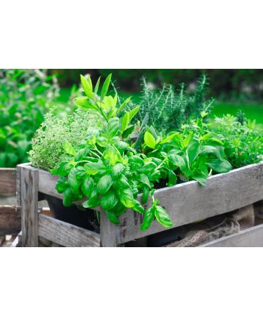 Goat Milk Soap - BOGUE No.11 Gardener XL 6oz | Exfoliating Juniper Berry & Cornmeal | Cleansing Tea Tree Rosemary & Lavender Essential Oils - Buy Online on GoSupps.com