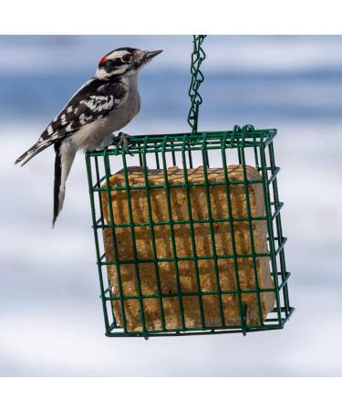 C&S Wild Bird Double Suet Basket  2.7" D x 5.3" W x 5.2" H - Buy Online on GoSupps.com