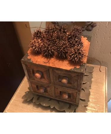 Buy Hand-Picked Generic Witch Burrs & Spanish Moss - Quality International Shipping - Buy Online on GoSupps.com