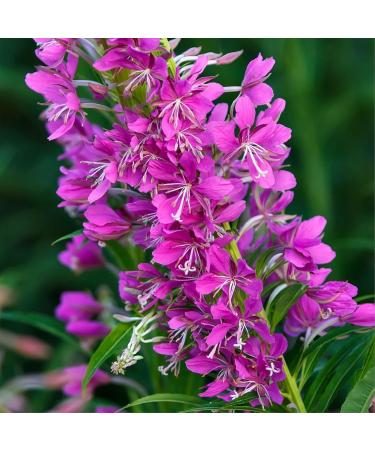  Alpi Nature Alpi Nature Epilobe Organic Herbal Tea 200 g organic Dried White Willow Cut with Small Flowers Loose Tea - Buy Online on GoSupps.com