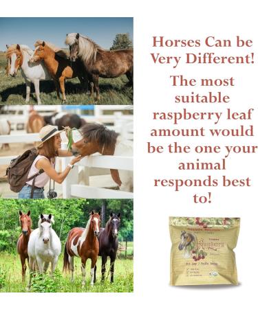 Foothills Naturals Raspberry Leaf Organic Cut - 1 Pound (454g) Equine Herb for Mares Geldings Stallions. Nutritional Moodiness - Buy Online on GoSupps.com