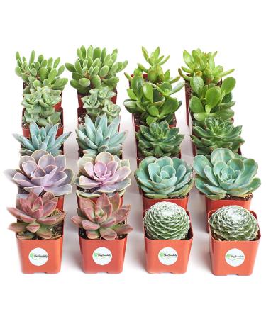 Shop Succulents | Assorted Collection of Live Succulent Plants, Hand Selected Variety Pack of Mini Succulents | Collection of 20 20-Pack B Standard Box