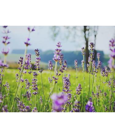  Kamelur 125 g of whole dried organic lavender flowers for an aromatic tea with organic lavender - dried organic lavender and no additives - dried organic lavender in biodegradable packaging - Buy Online on GoSupps.com