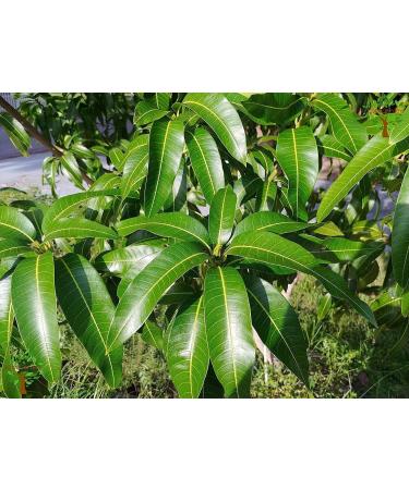 QURA Mango Leaf Powder|Mango Leaves |Aam Patti |200 Gm - Buy Online on GoSupps.com