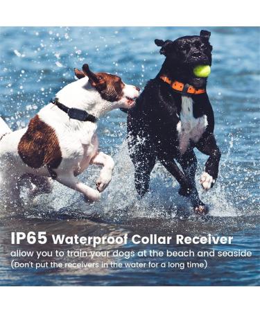 New Classic Nylon Dog Collars - Breathable Waterproof & Easy to Handle for All Sizes - Buy Online on GoSupps.com