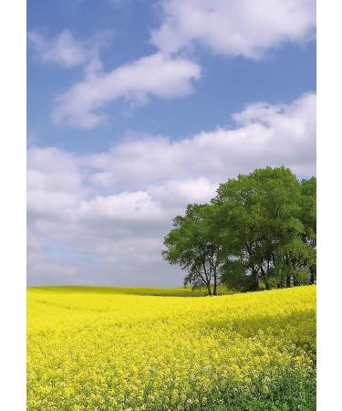 Buy Moritz Cold Pressed Rapeseed Oil 500ml - 2 Pack | Premium Quality International Shipping - Buy Online on GoSupps.com