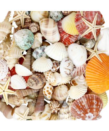 WEOXPR Mixed Sea Shells, 100+ Pcs Beach Seashells Starfish, Various Sizes Ocean Seashells for Fish Tank Vase Fillers, Beach Theme Party Wedding Decor, Candle Making, DIY Crafts, Home Decorations