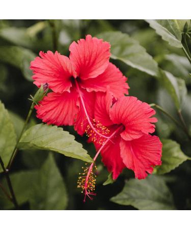 Sirop d'Hibiscus Mathieu Teisseire pour boissons sodas vins bi res th s cocktails mocktails bouteille de 70cl - Buy Online on GoSupps.com