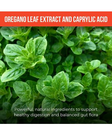 Balance ONE CandAssist - Digestion & Intestinal Flora Support - Caprylic Acid, Oregano, Berberine - 30 Day Supply - Buy Online on GoSupps.com