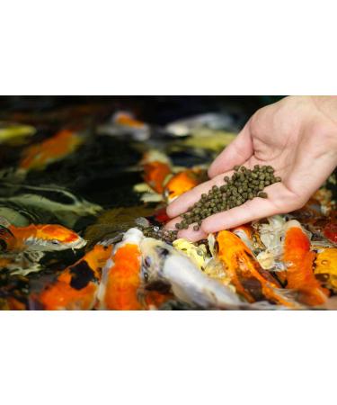 Nutramare Koi360 Swim 10 kg Summer Growth Feed - 40% Protein & Spirulina for Vibrant Colors | Premium Koi Futter Refill Bag - Buy Online on GoSupps.com