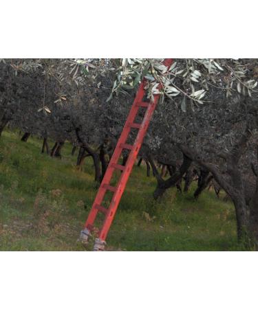 Gnavolini Raccolta Sapore Organic Extra Virgin Olive Oil 100% ITALIAN | 2 Liter Can | Evo Organic Oil for Wellness in the Kitchen - Buy Online on GoSupps.com